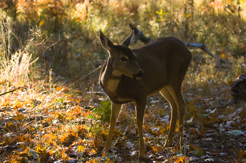 Mule Deer